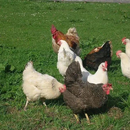 Gasthuis Lindenhof Kitzbühel